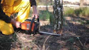 Best Tree Disease Treatment  in Bridgeview, IL